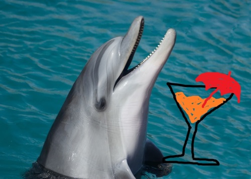 drunk dolphin